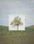 For his Tree series, photographer Myoung Ho Lee erected white canvas backdrops behind solitary trees.